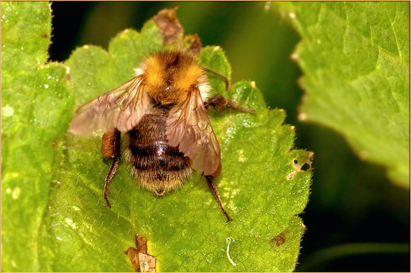 Biene auf Blatt (2)